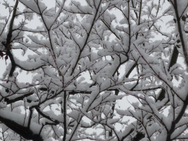 雪景色